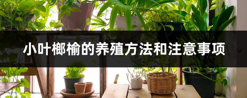 小叶榔榆的养殖方法和注意事项
