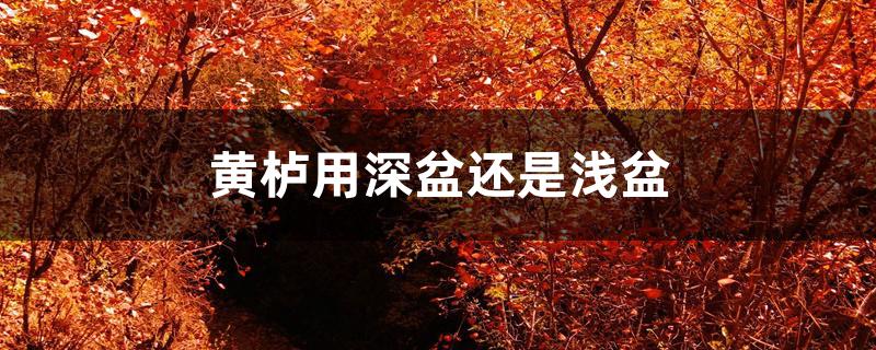 黄栌用深盆还是浅盆
