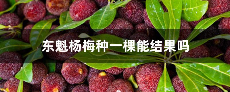 东魁杨梅种一棵能结果吗 东魁杨梅种一棵能结果吗