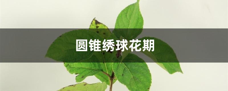 圆锥绣球花期