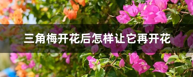 三角梅开花后怎样让它再开花