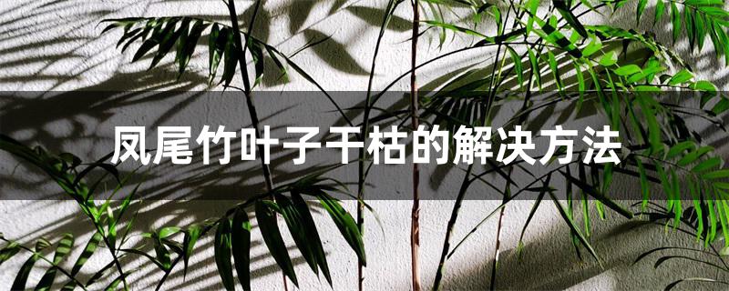 凤尾竹叶子干枯的解决方法