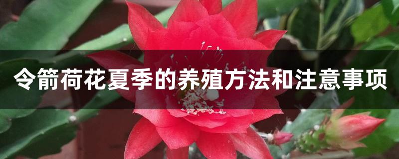 令箭荷花夏季的养殖方法和注意事项