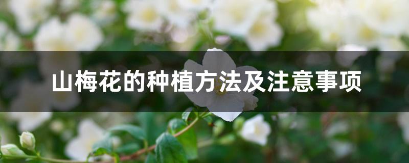 山梅花的种植方法及注意事项 山梅花的种植方法及注意事项