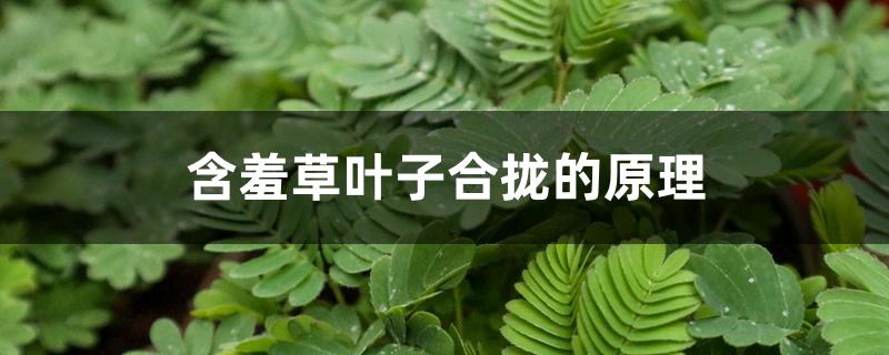 含羞草叶子合拢的原理