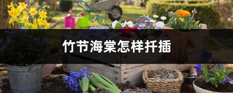 竹节海棠怎样扦插