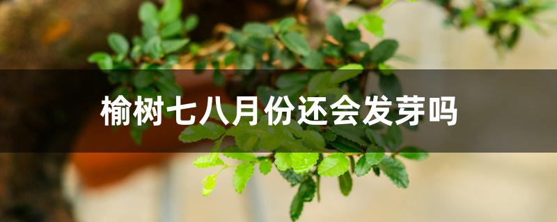 榆树七八月份还会发芽吗