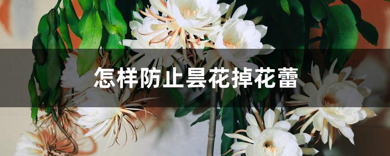 怎样防止昙花掉花蕾