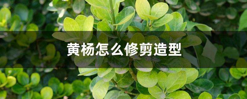 黄杨怎么修剪造型 黄杨怎么修剪造型