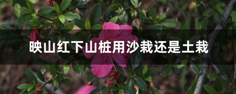 映山红下山桩用沙栽还是土栽 映山红下山桩用沙栽还是土栽