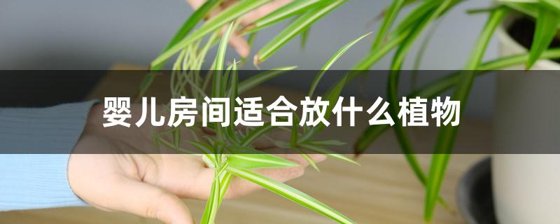 婴儿房间适合放什么植物