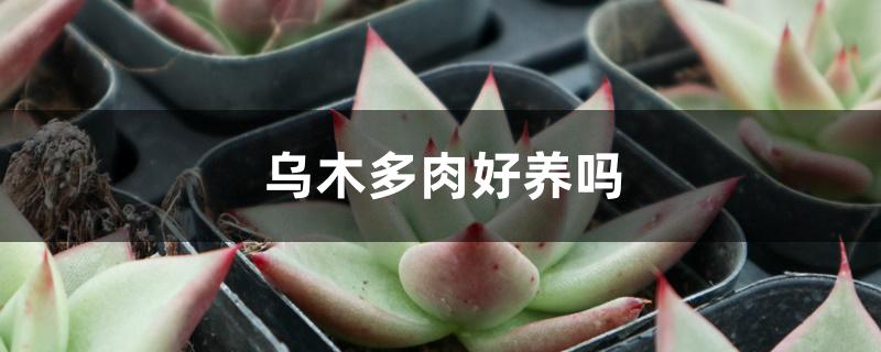 乌木多肉好养吗 乌木多肉好养吗