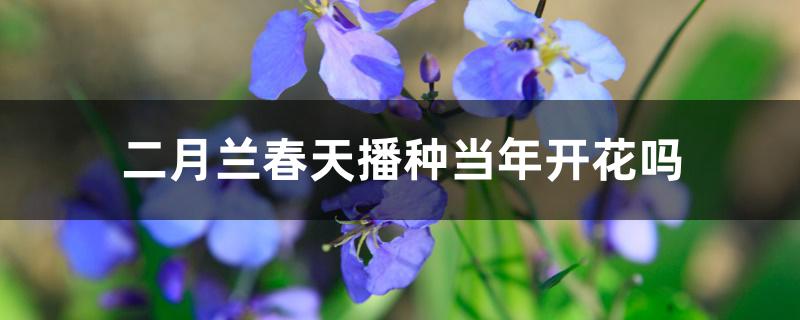 二月兰春天播种当年开花吗 二月兰春天播种当年开花吗