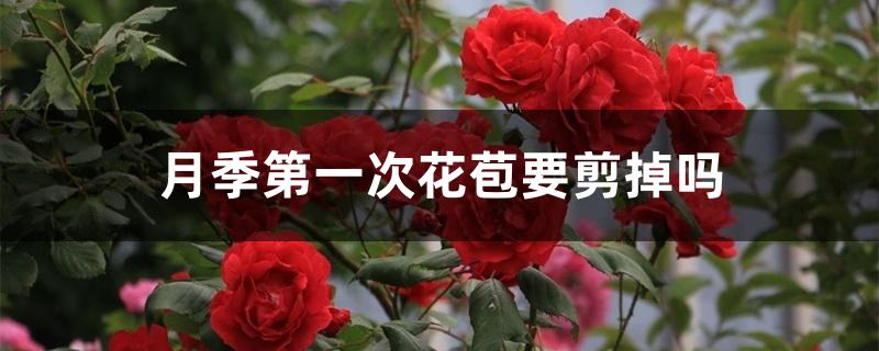 月季第一次花苞要剪掉吗