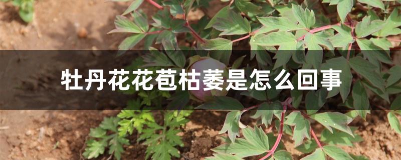 牡丹花花苞枯萎是怎么回事