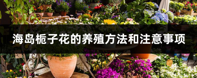 海岛栀子花的养殖方法和注意事项 海岛栀子花的养殖方法和注意事项