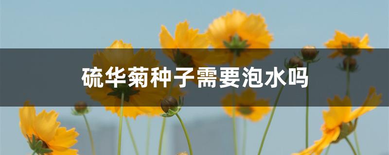 硫华菊种子需要泡水吗