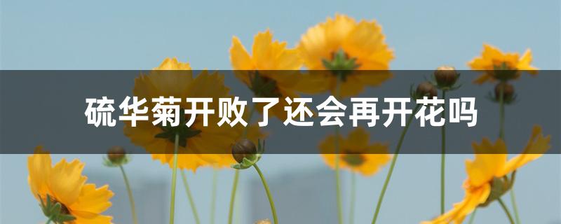 硫华菊开败了还会再开花吗