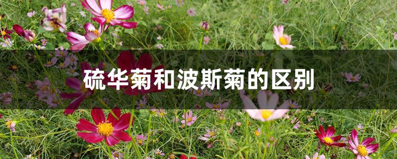 硫华菊和波斯菊的区别