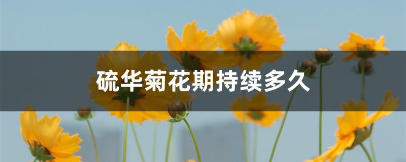 硫华菊花期持续多久