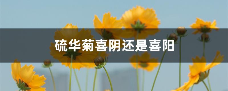 硫华菊喜阴还是喜阳