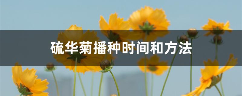 硫华菊播种时间和方法