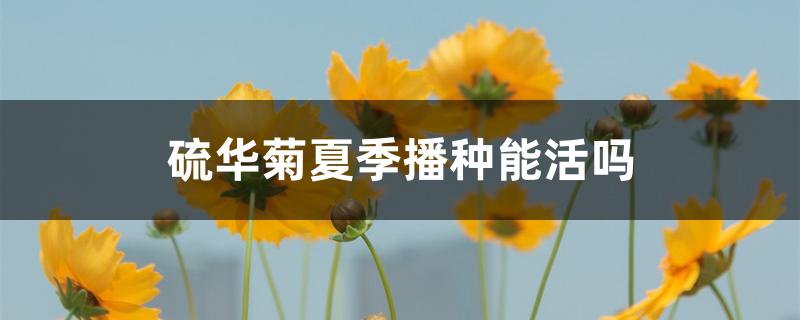 硫华菊夏季播种能活吗