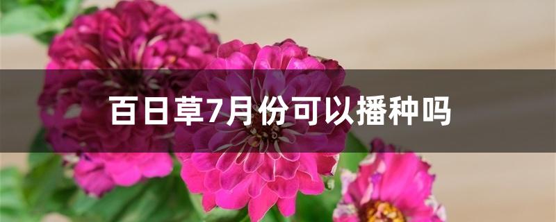 百日草7月份可以播种吗