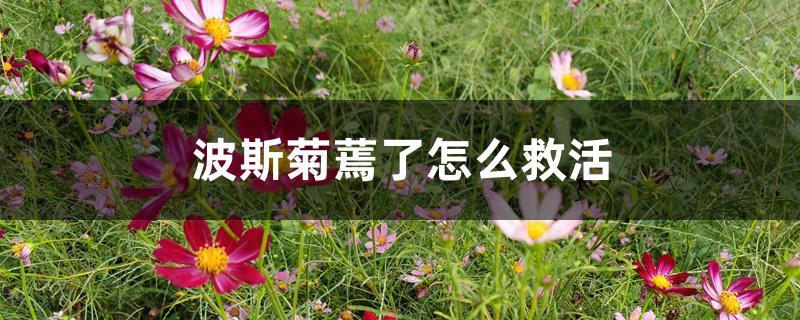 波斯菊蔫了怎么救活