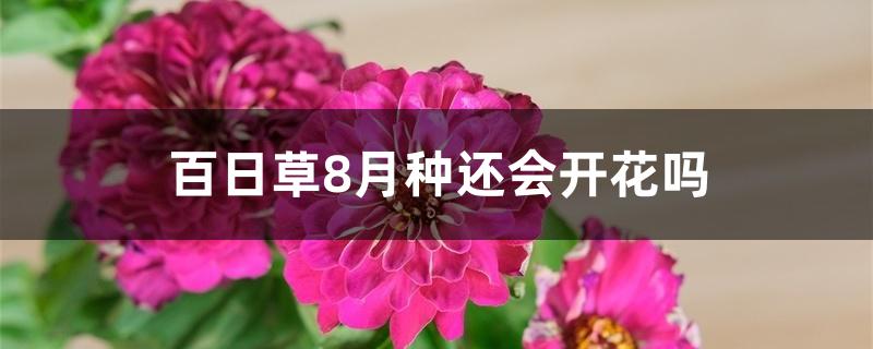 百日草8月种还会开花吗