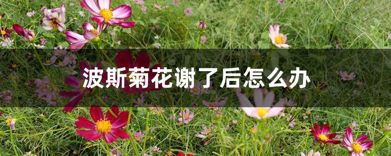 波斯菊花谢了后怎么办