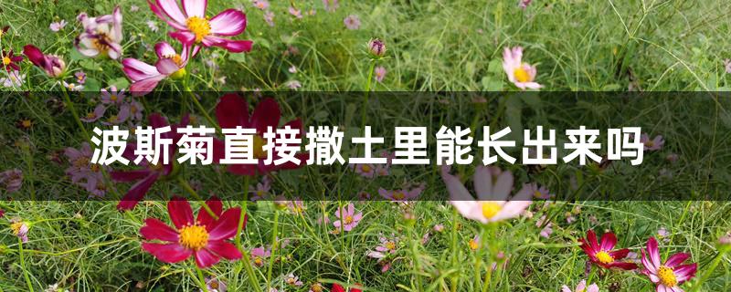 波斯菊直接撒土里能长出来吗