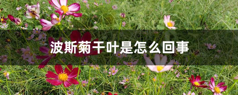 波斯菊干叶是怎么回事