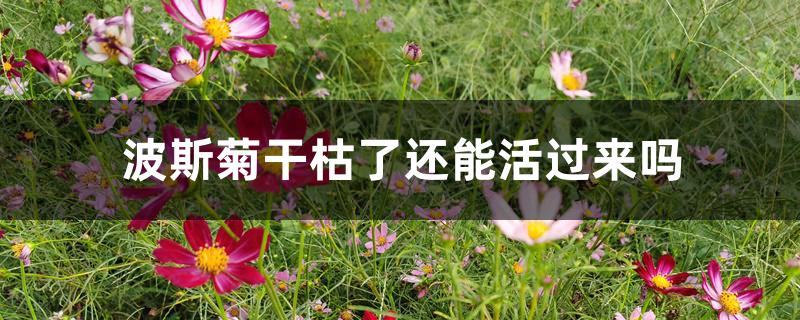 波斯菊干枯了还能活过来吗