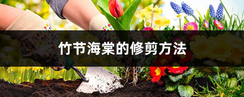 竹节海棠的修剪方法