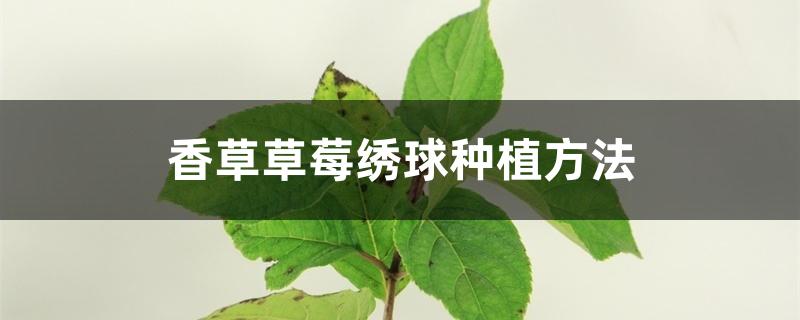 香草草莓绣球种植方法