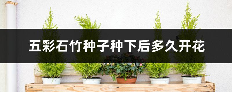 五彩石竹种子种下后多久开花