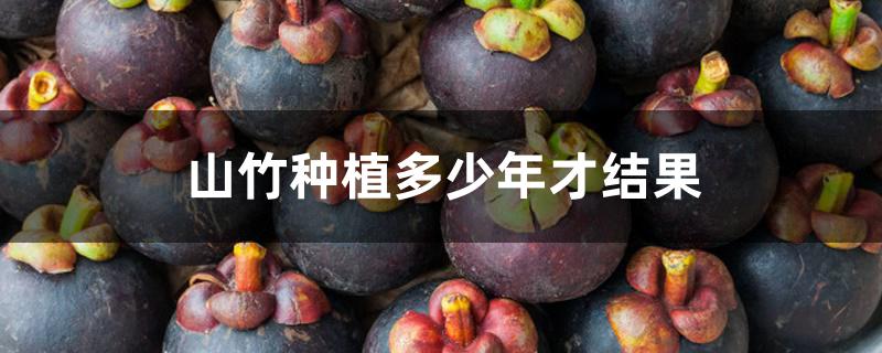 山竹种植多少年才结果 山竹种植多少年才结果
