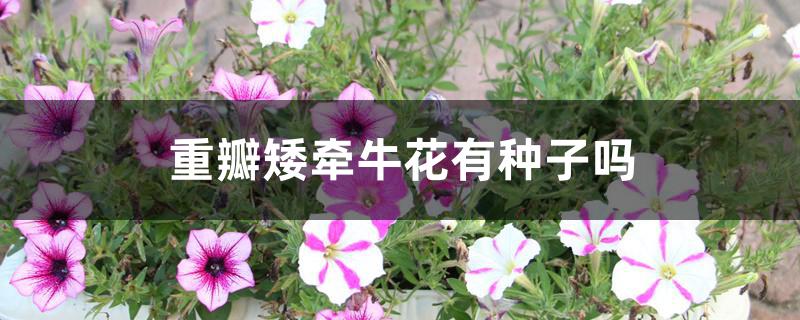 重瓣矮牵牛花有种子吗