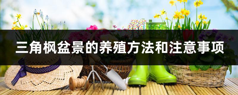 三角枫盆景的养殖方法和注意事项