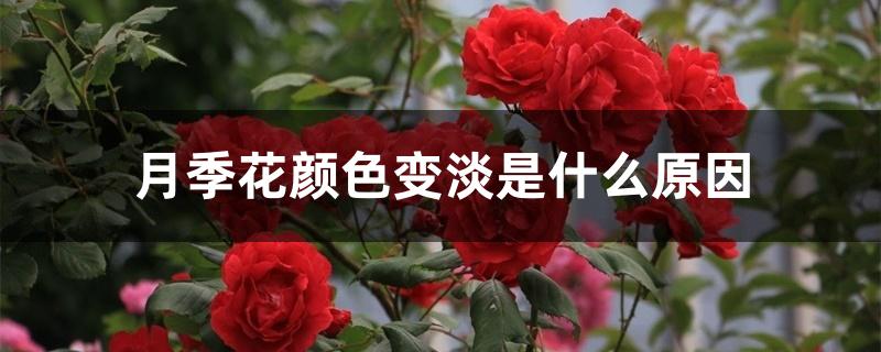 月季花颜色变淡是什么原因