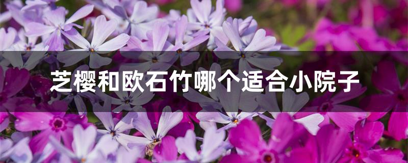 芝樱和欧石竹哪个适合小院子