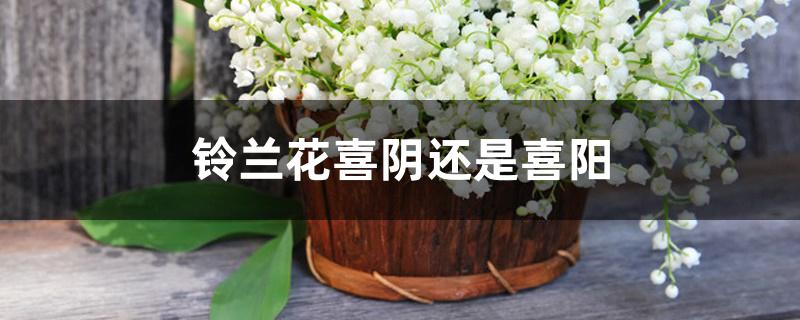 铃兰花喜阴还是喜阳