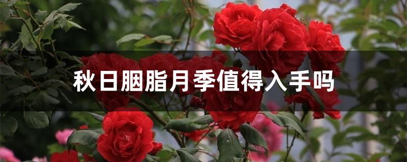 秋日胭脂月季值得入手吗