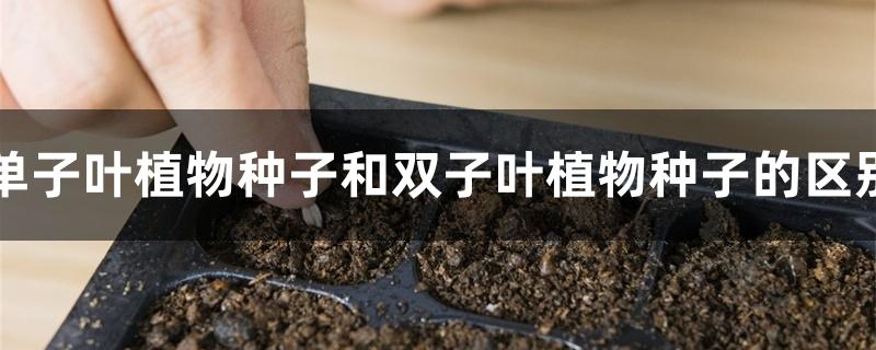 单子叶植物种子和双子叶植物种子的区别