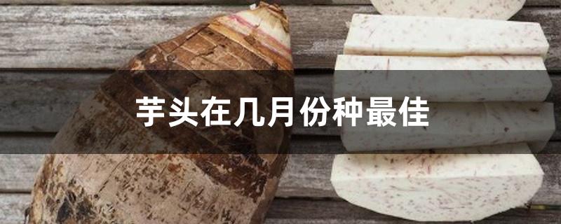 芋头在几月份种最佳