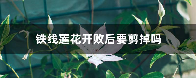 铁线莲花开败后要剪掉吗