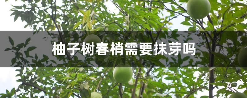 柚子树春梢需要抹芽吗