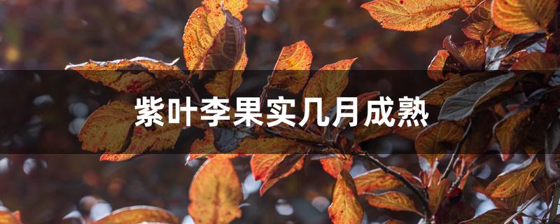 紫叶李果实几月成熟