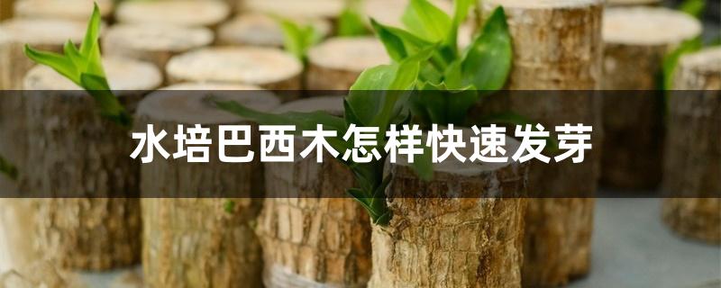 水培巴西木怎样快速发芽 水培巴西木怎样快速发芽